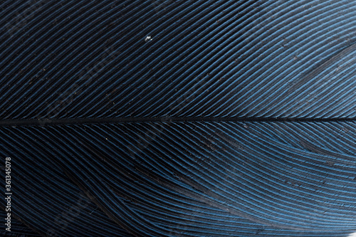 Beautiful Bright Dark Blue Feather Close up Detail Texture. Abstract Pattern Background