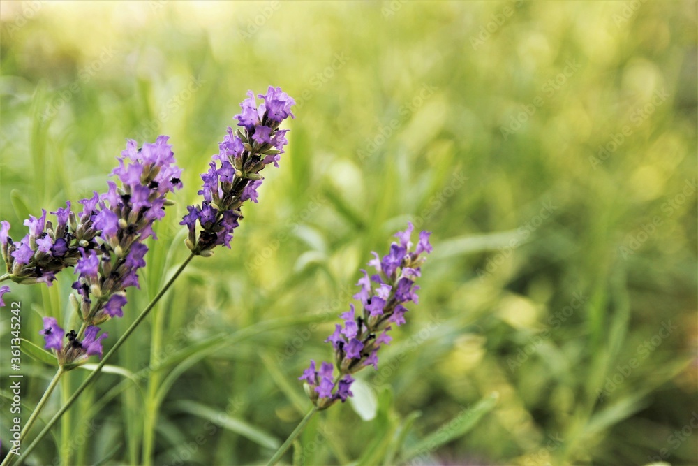 lavender flowers in the garden lavender flowers in the garden