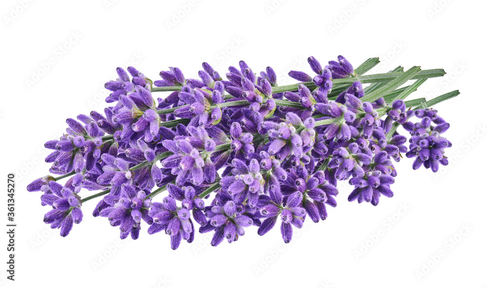 Naklejka premium Lavender without shadow isolated on white background