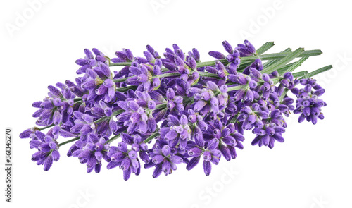 Lavender without shadow isolated on white background