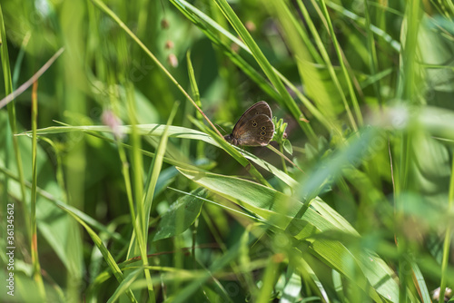Swedish butterfly resting on a grass straw in the forest. One of the small butterflies that fly around the grass and belongs to one of the 120 species in Swedish nature in the summer.