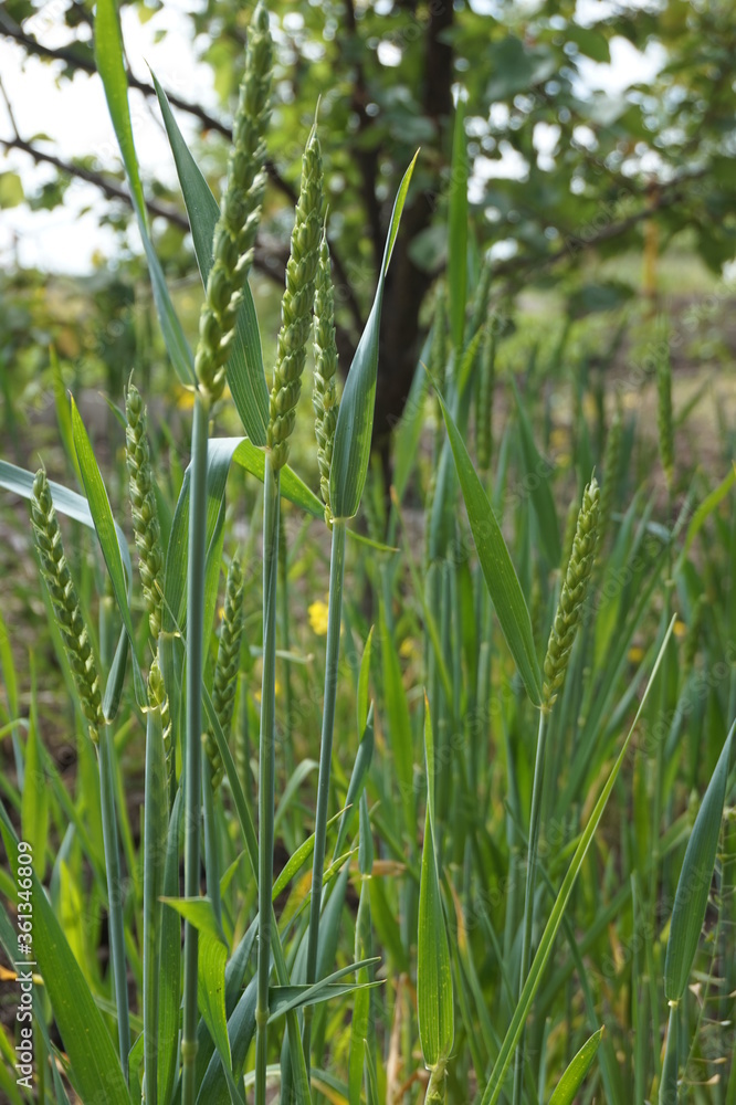 Fototapeta premium Kłosy żyta rosnącego. Rośliny, z których wytwarza się mąkę żytnią i chleb