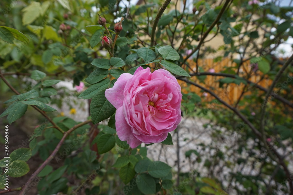 Blooming tea pink rose near the fence in the garden. Blooming tea pink rose near the fence in the garden.