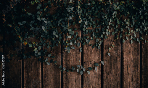The picture of the ivy on the old wood that looks warm, used as a background ...