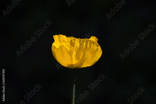 Yellow contrast - Loki Schmidt Garden