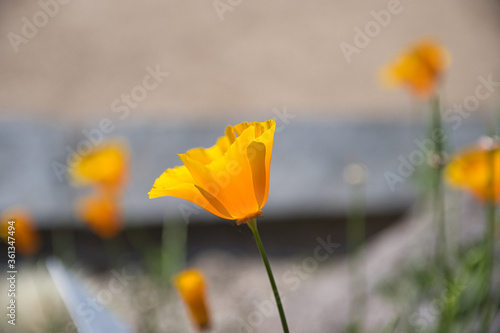 yellow tulip flower - Loki Schmidt Garden