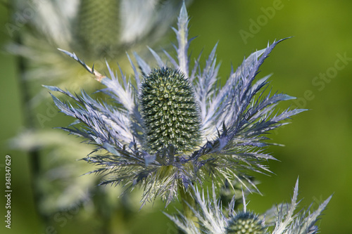 Strange flowers - Loki Schmidt Garden