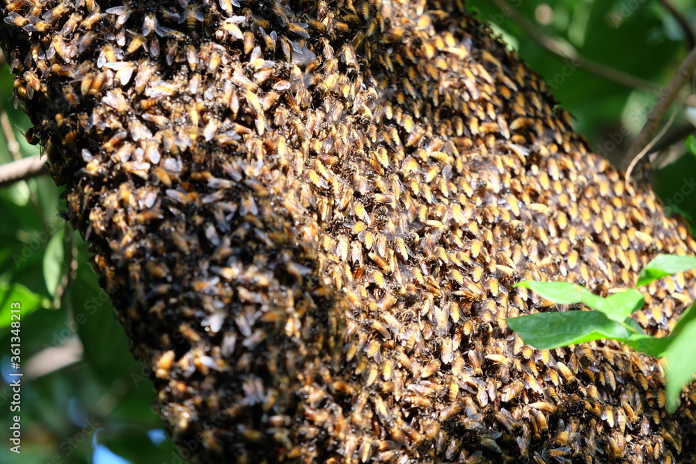 Bees make large nests on trees to find nectar from flowers. Bees make large nests on trees to find nectar from flowers.