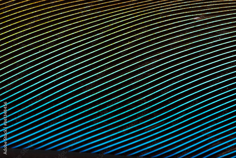 Beautiful Bright Green, Yellow and Blue Parrot Feather Close up Detail Texture. Abstract Pattern Background Beautiful Bright Green, Yellow and Blue Parrot Feather Close up Detail Texture. Abstract Pattern Background