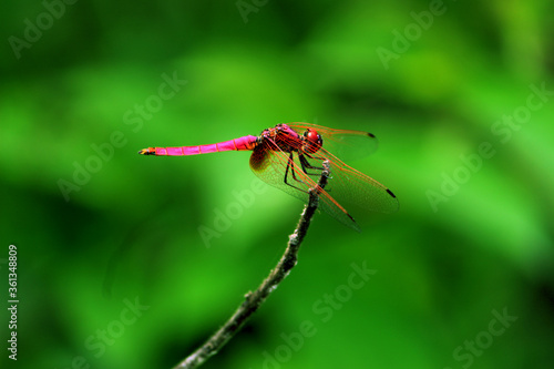 red dragonfly on a green background