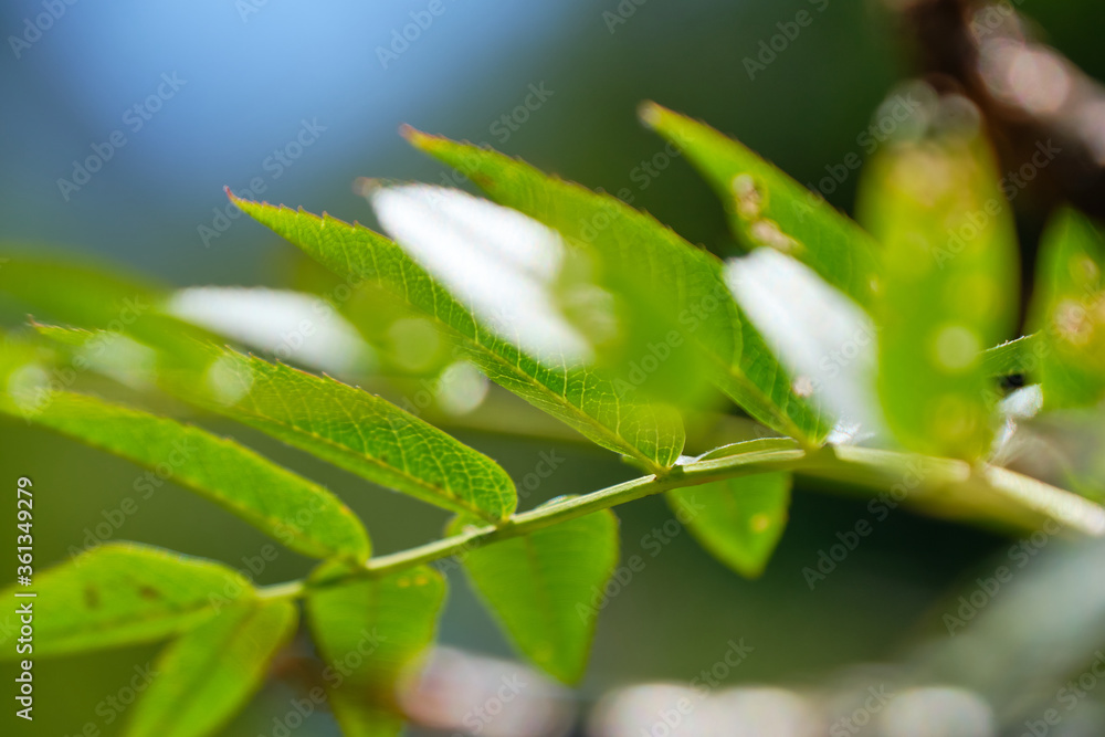 tree branch with leaves on which the sun shines tree branch with leaves on which the sun shines