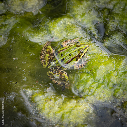 Nahaufnahme von einem kleinen Teichfrosch auf schleimigen Fadenalgen  photo