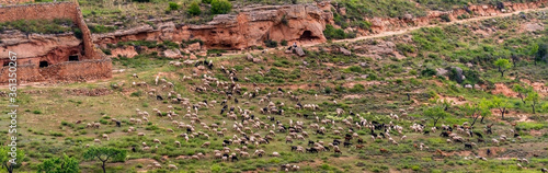 aerial view of shepherd with flock of sheep and corrals on the mountain, drone flight concept