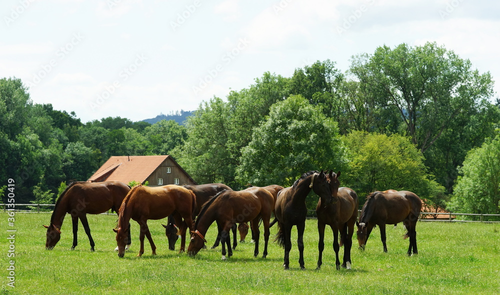 horses grazing in the pasture