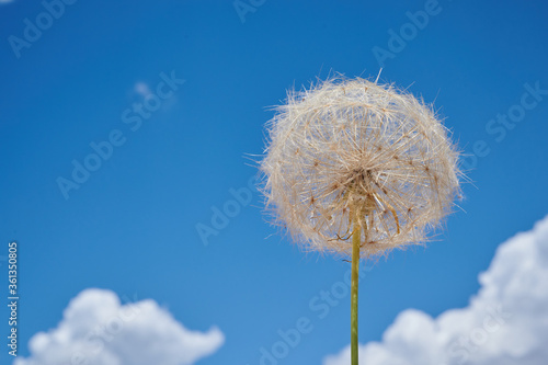 dandelion flower on a blue background