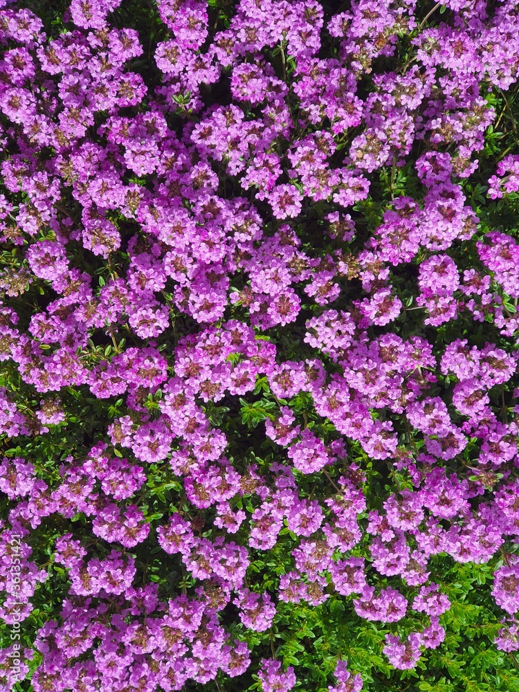 Obraz premium pink hydrangea flowers