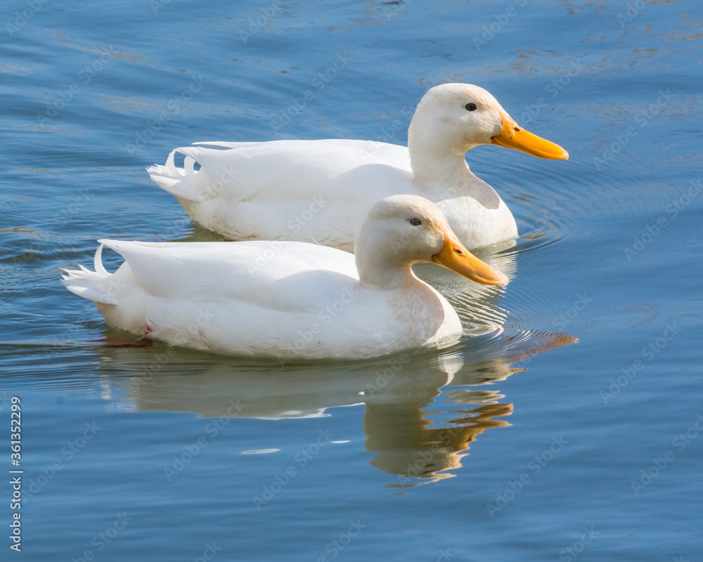 Pair of white Cambell ducks with reflection Pair of white Cambell ducks with reflection