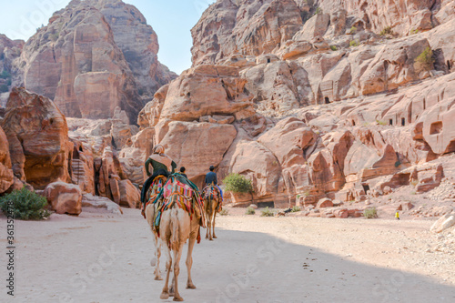 Camels in Petra, Jordan © Pierre vincent