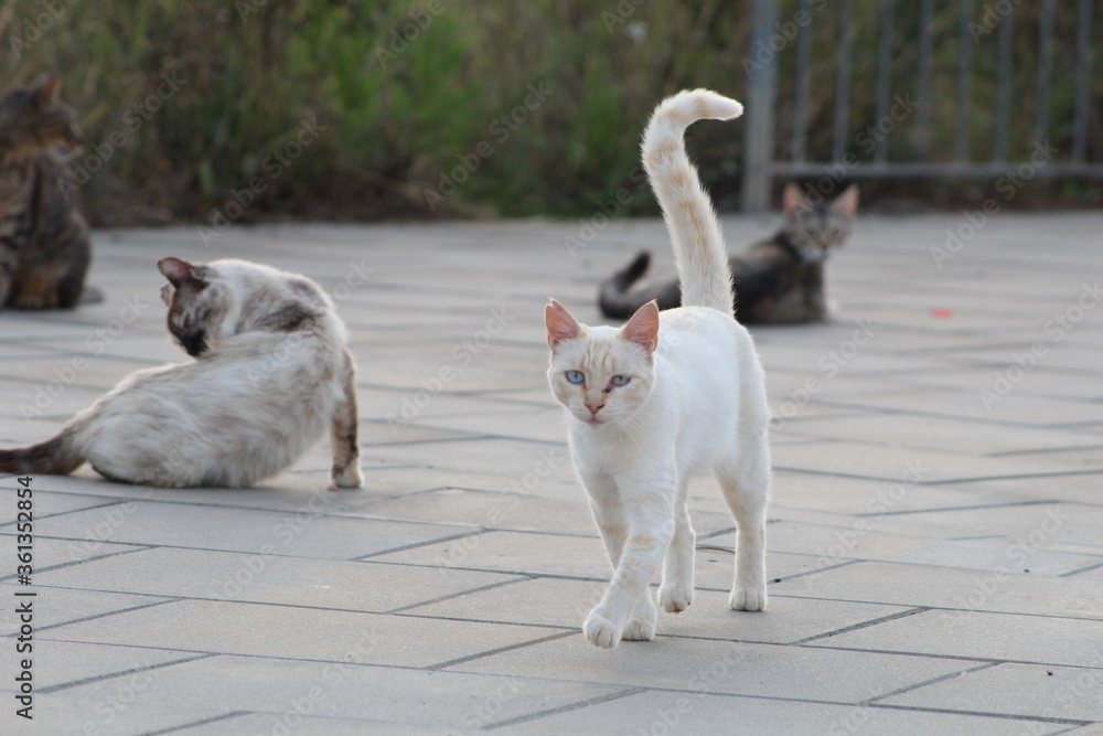White cat walking on the street