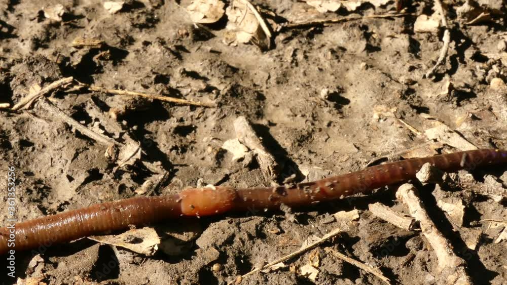 Earthworm - lives underground. It feeds on organic matter and forms soil Earthworm - lives underground. It feeds on organic matter and forms soil