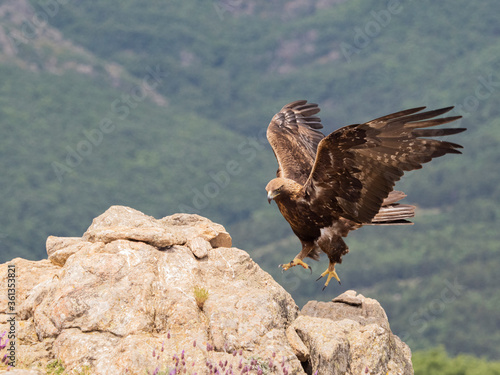 Aguila real (Aquila chrysaetos)