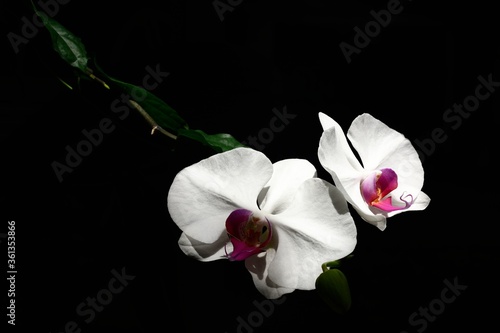White pink phalaenopsis orchid isolated on black background.