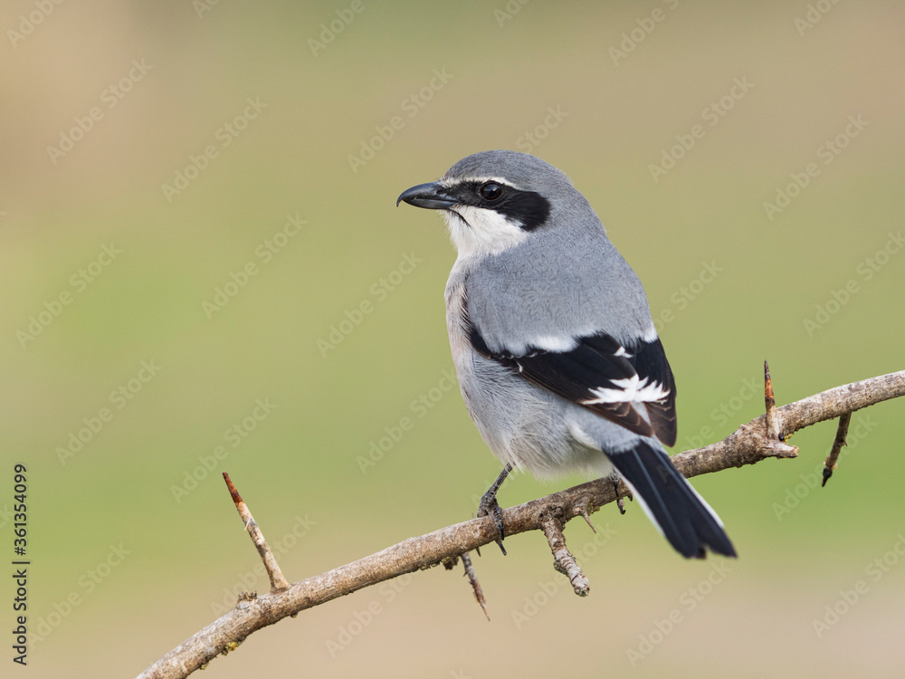 Alcaudon real (Lanius meridionalis) Alcaudon real (Lanius meridionalis)
