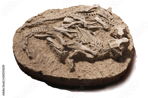 Dinosaur fossils on a white background
