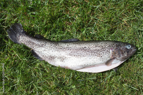 Trout in polish cuisine.