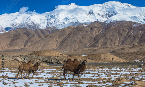 Camel at Karakorum Highway Xinjiang China  © Christoph