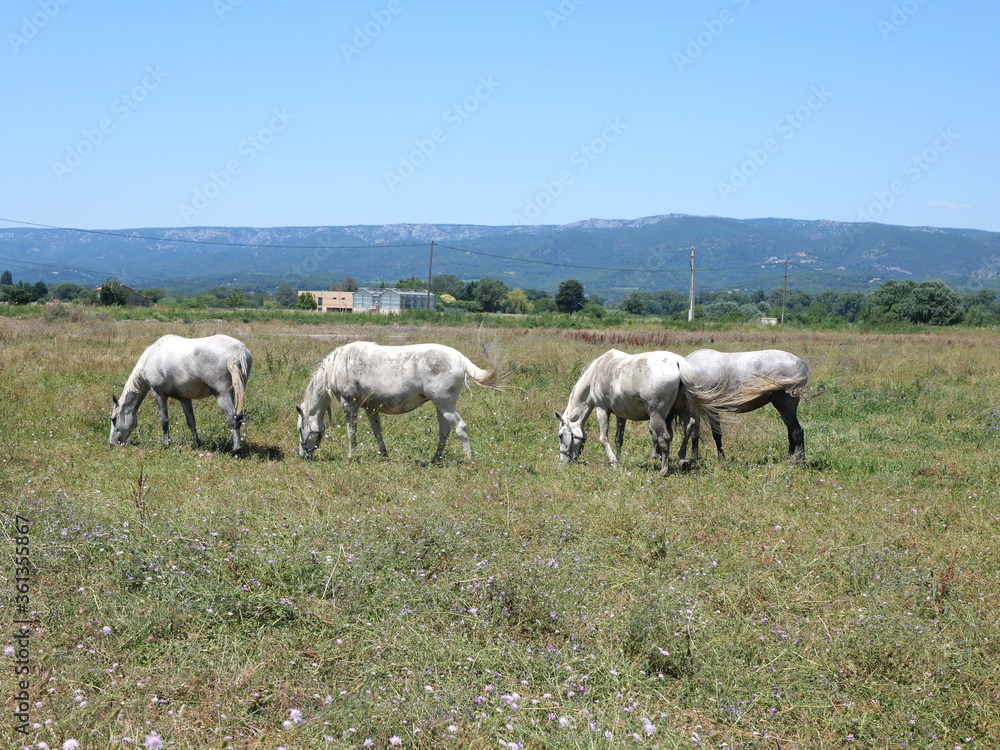 Chevaux à La Roque-d'Anthéron 