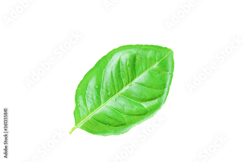 Green leaves with water droplets on a white isolated background clipping paths