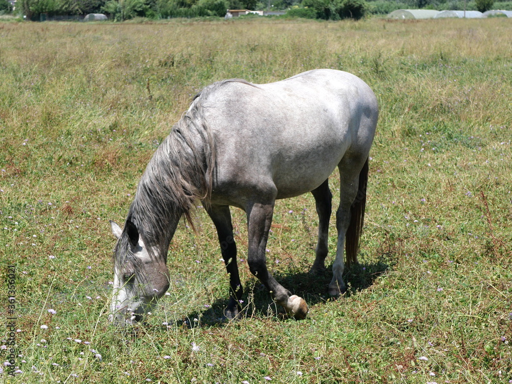 Obraz premium Cheval à La Roque-d'Anthéron 
