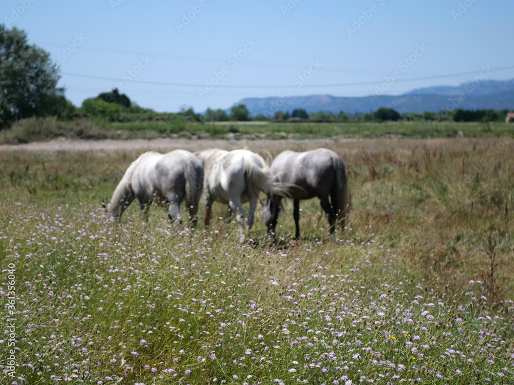 Obraz premium Cheval à La Roque-d'Anthéron 