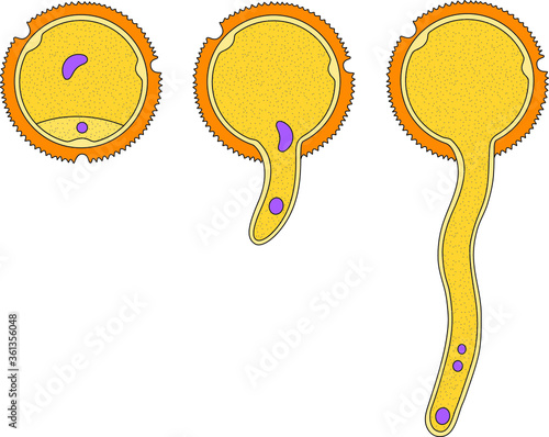 Germination of pollen grain