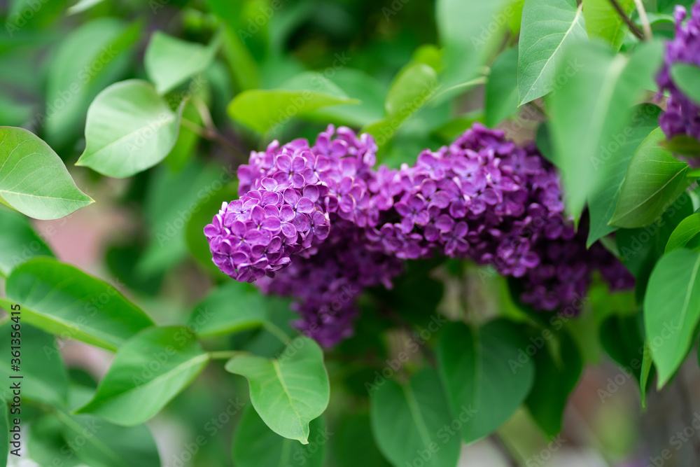 Lilac flower bloom. Spring. Background for spring card. Lilac flower bloom. Spring. Background for spring card.
