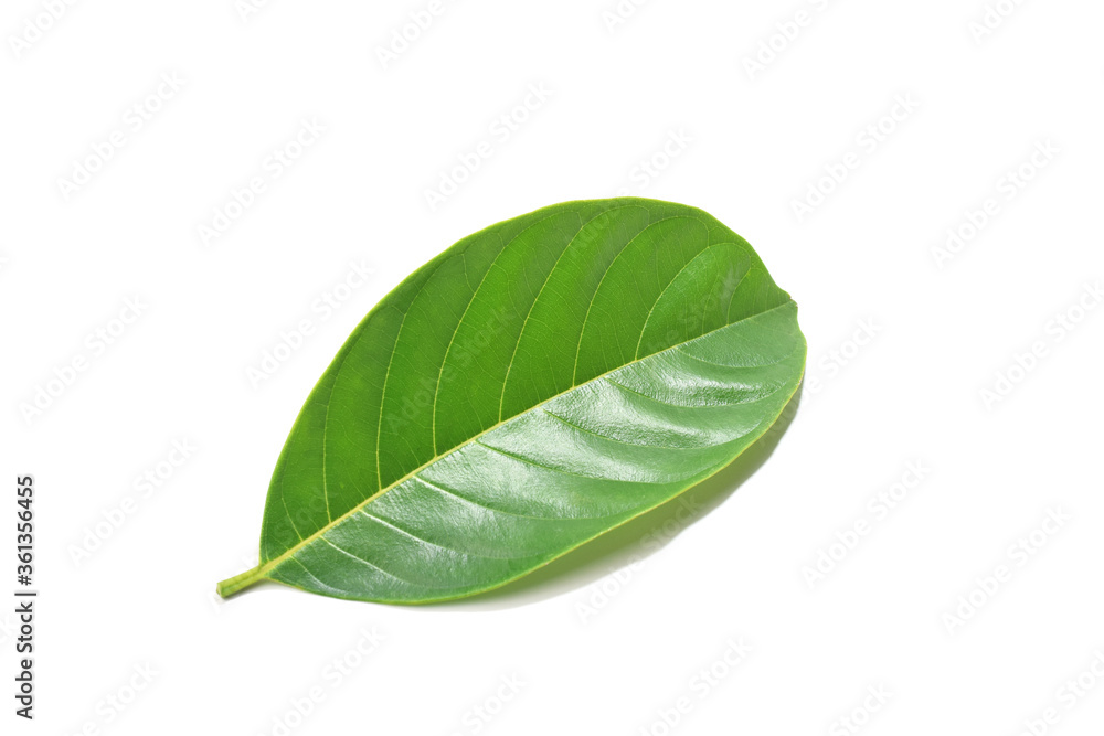 Green leaves separated from the white background Green leaves separated from the white background