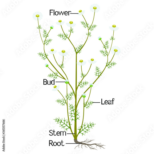 The illustration shows a part of the plant of medicinal chamomile.