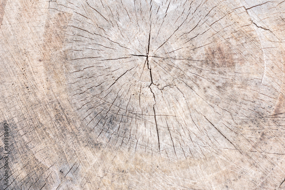 Fototapeta premium Natural background made of old tree cut with small cracks. Background for text, copy space