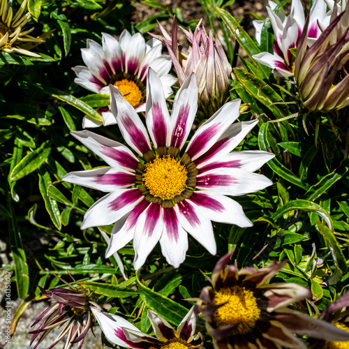 Gazania blanche et mauve