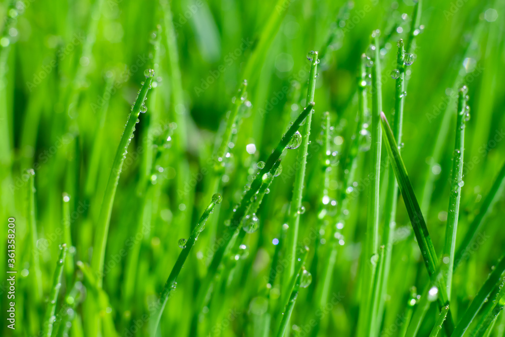 Bright green grass background with long straight leaves in water drops. Empty botanical layout for text Bright green grass background with long straight leaves in water drops. Empty botanical layout for text