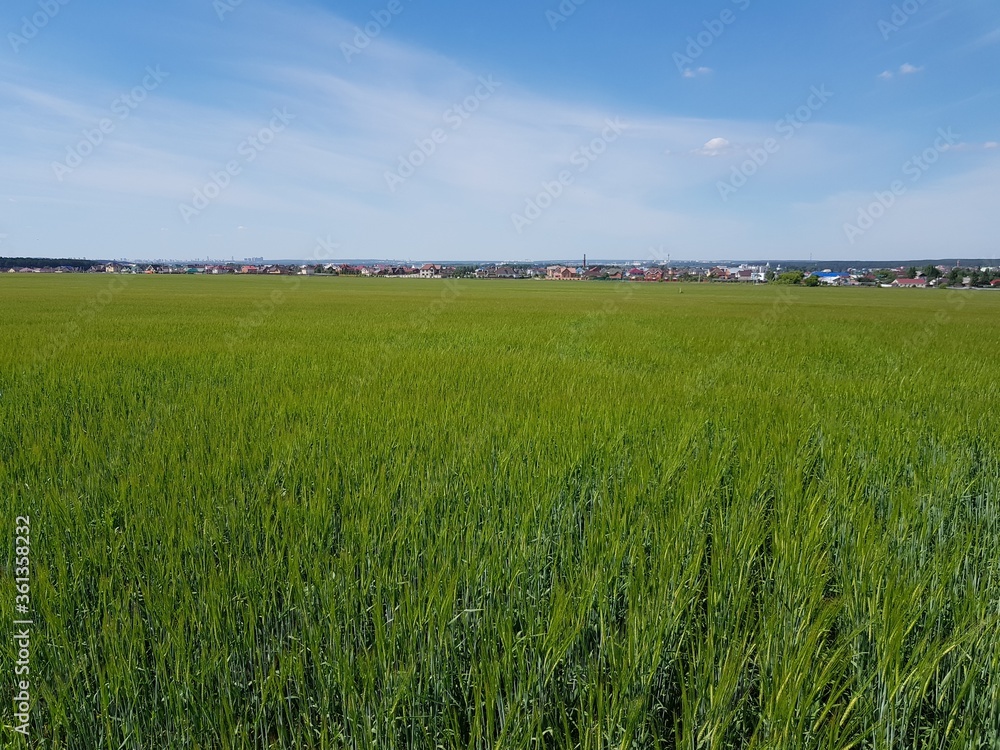 Obraz premium Green ears of wheat in the field