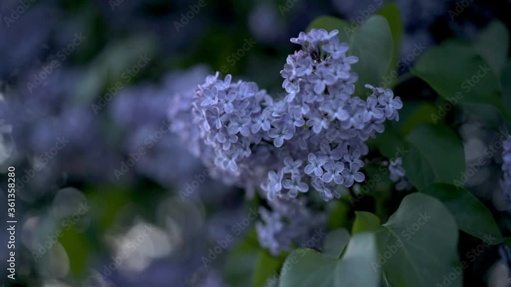 Macro image of spring lilac violet flowers, branch with spring lilac flowers. Close-up shot of beautiful lilac flowers on tree outdoors Macro image of spring lilac violet flowers, branch with spring lilac flowers. Close-up shot of beautiful lilac flowers on tree outdoors