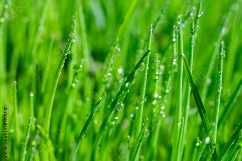 Bright green grass background with long straight leaves in water drops. Empty botanical layout for text