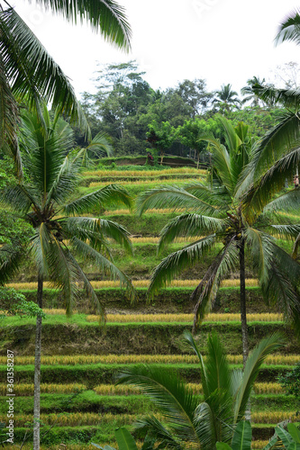 Terrazas de arroz  Bali