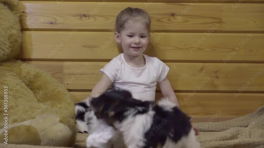  child girl playing with puppies. Yorkshire beaver puppies play with napkins at home. A family of puppies. High quality FullHD footage