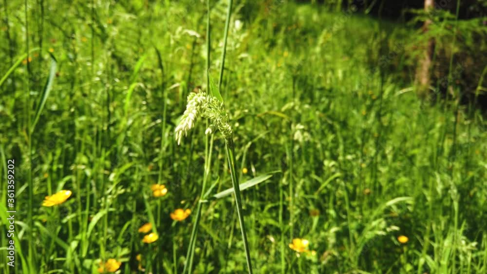 Grass waving in the wind in slow motion