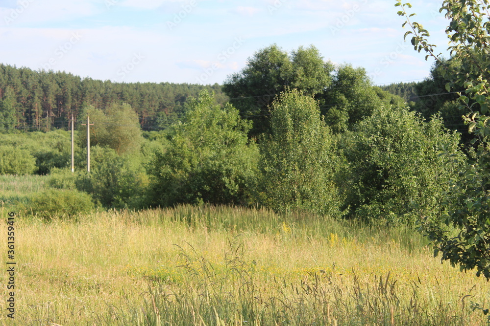 landscape with trees landscape with trees