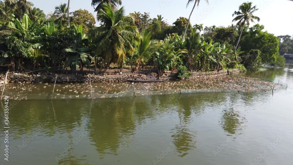 Hundreds of Ducks Being Farmed on Canal Waterway at Alappuzha, Kerala, India Hundreds of Ducks Being Farmed on Canal Waterway at Alappuzha, Kerala, India