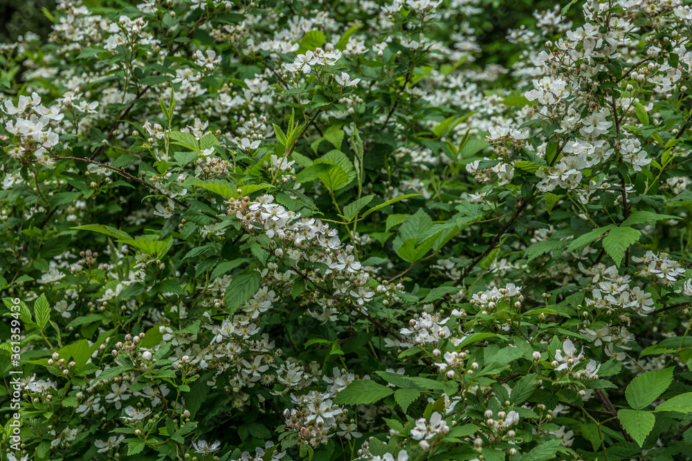 Fototapeta premium Blackberry bush flowering